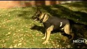 Jake the Vet: Bullet-proof vests for K-9s