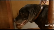 Jake the Vet: Surgery for older dogs